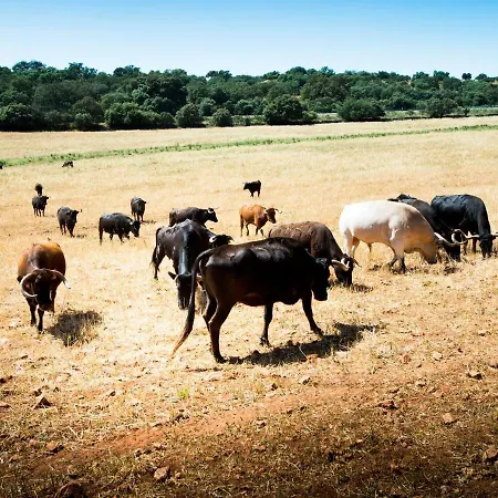 Molino Διαμέρισμα *